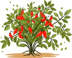 600 Chili Recipes E‑Book Cookbook